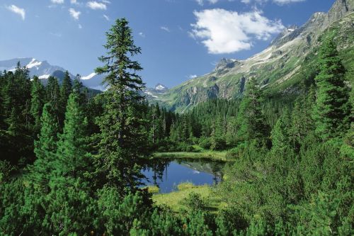Holz steht uns in Österreich ausreichend und nachhaltig zur Verfügung